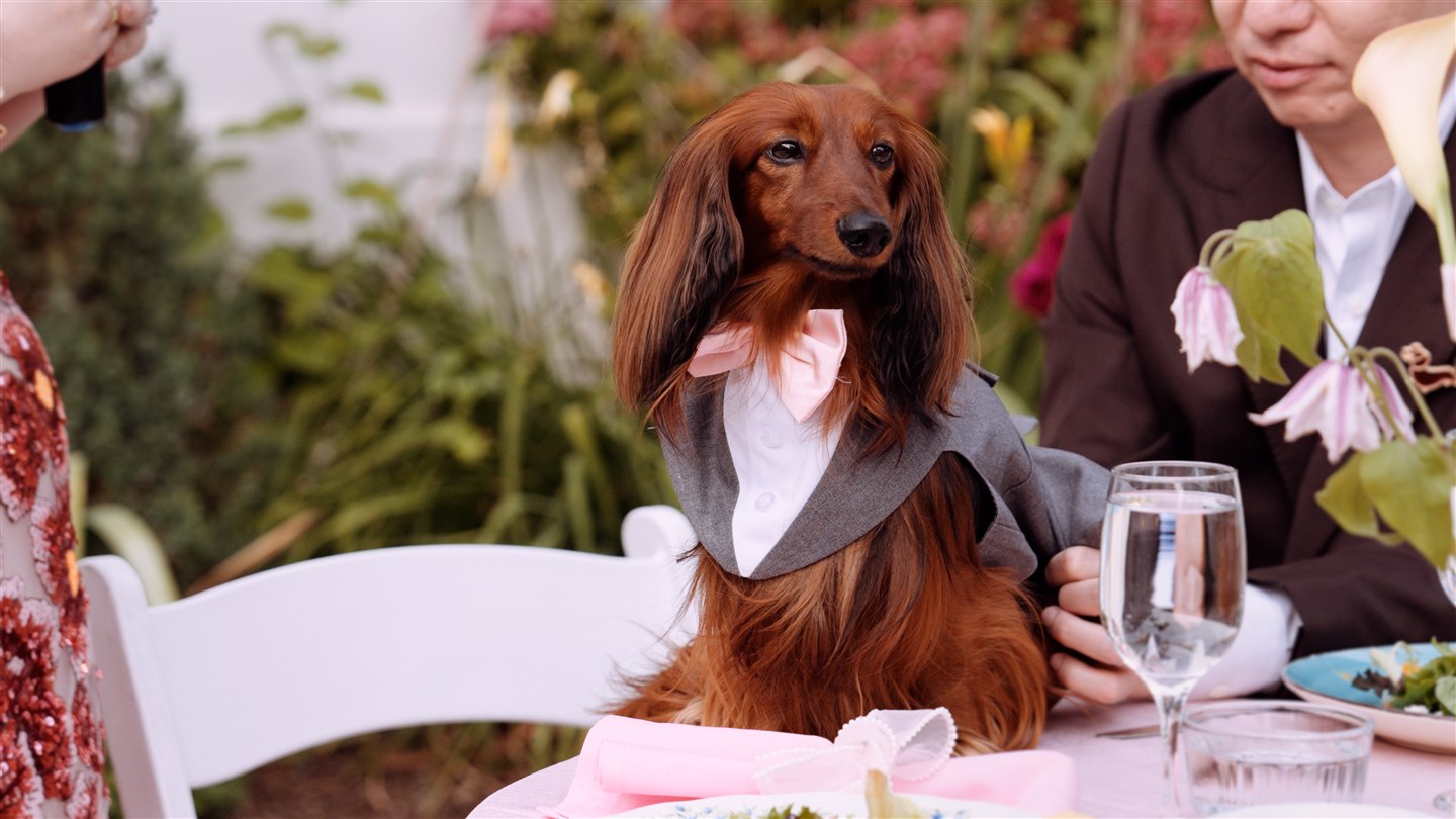 Safari wearing a grey suit and pink bow tie, from Safari the Doxie.